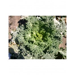 Llavor col kale negre (ecològica)