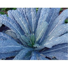 Semilla col kale negra (ecológica)