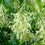 Cestrum nocturnum ou dama-da-noitee
