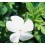 Jasmin Grandiflorum ou Jasmin Andalou