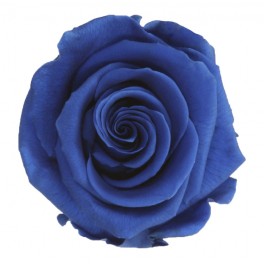 Rosa preservada azul oscuro