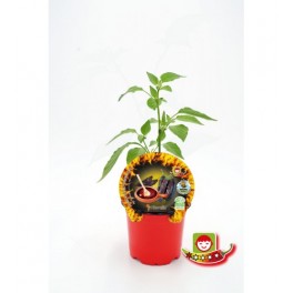 Semis de piment Ají Panca naturel (pot 10,5 cm Ø)