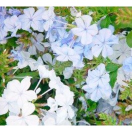 Plumbago o celestina