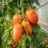 Semente de tomate Speckled Roman (orgânico)