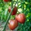 Semilla tomate corazón Yasha Yugoslavian (ecológica)