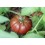 Semilla tomate Cuban Black  (ecológica)