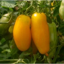 Semilla tomate Banana Legs (ecológica)