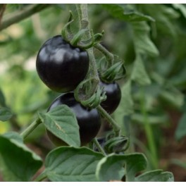 Semilla tomate Jl Midnight Select (ecológica)