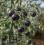 Graines de Tomate  Jl Midnight Select (biologique)