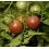 Graines de Tomate Cherry Chocolate (biologique)