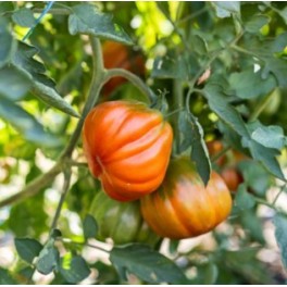 Semilla tomate Costoluto Fiorentino (ecológica)