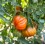 Semilla tomate Costoluto Fiorentino (ecológica)