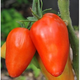 Llavor tomàquet San Marzano Redorta (ecològica)