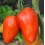 Llavor tomàquet San Marzano Redorta (ecològica)