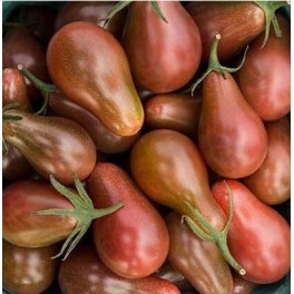 Semente de tomate Copia (orgânico)