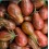Semilla tomate Copia (ecológica)