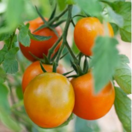 Semilla tomate Prize Of The Trials (ecológica)