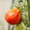 Semilla tomate Copia (ecológica)
