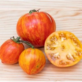 Llavor tomàquet Copia (ecològica)
