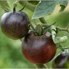 Graines de Tomate  Indigo Apple (biologique)