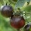 Semente de tomate Indigo Apple (orgânico)