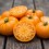 Semente de tomate Persimmon  (orgânico)