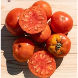 Llavor tomàquet Ponderosa Red (ecològica)