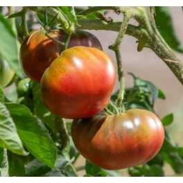 Semilla tomate Brandywine Black (ecológica)