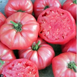 Semilla tomate Brandywine Pink (ecológica)