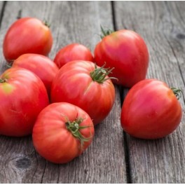 Semente de tomate Corazón de buey Reif Red (orgânico)