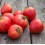 Semilla tomate Corazón de buey Reif Red (ecológica)