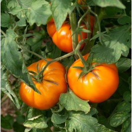Graines de Tomate Tangerine (biologique)