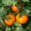Graines de Tomate Tangerine (biologique)