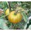 Semente de tomate Green Pineapple (orgânico)