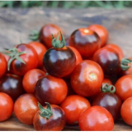 Semilla tomate Blue Tears (ecológica)