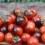 Semilla tomate Blue Tears (ecológica)