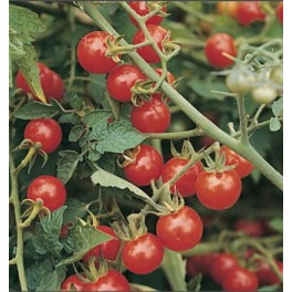 Semilla tomate Matt's Wild Cherry (ecológica)