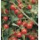 Semilla tomate Matt's Wild Cherry (ecológica)