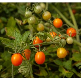 Semilla tomate Ambrosia Gold (ecológica)