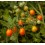 Semilla tomate Ambrosia Gold (ecológica)