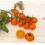 Graines de Tomate Ambrosia Gold (biologique)