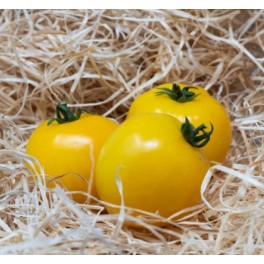 Semilla tomate Jaune Précoce Taxi Yellow (ecológica)