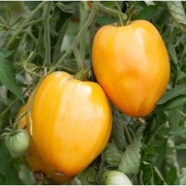 Semente de tomate Coeur de Bœuf  Jaune (orgânico)