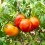 Semilla tomate Anawine (ecológica)