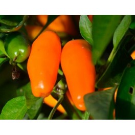 Semilla pimiento Palmero (ecológica)