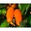 Llavor pebrot Palmero (ecològica)