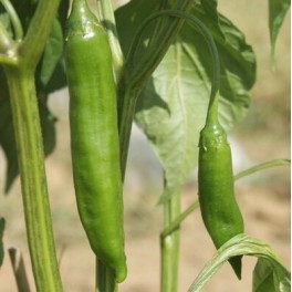 Semente de pimento Aji Yellow (orgânico)