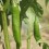 Semente de pimento Aji Yellow (orgânico)