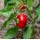 Semente de pimento Alma Paprika (orgânico)