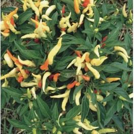 Graines de poivre Fiesta (biologique)
